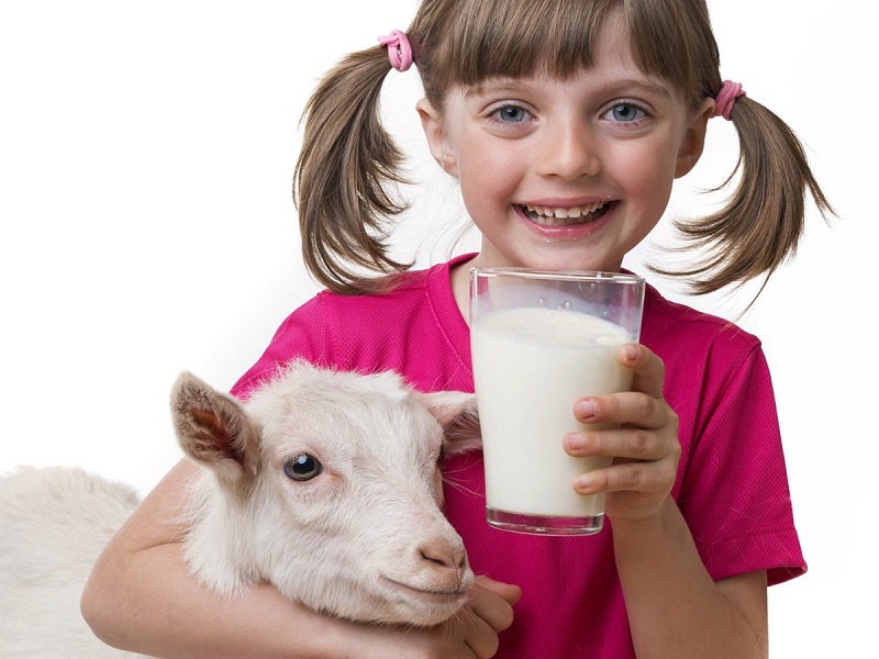 Manfaat Susu Kambing Bagi Kesehatan