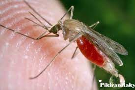 Beberapa cara untuk  mencegah  tubuh  kita dari  gigitan  nyamuk